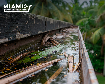 The Mosquito & Pest Link: How Clogged Gutters Attract Termites to Your Miami Home