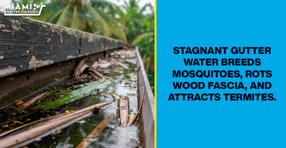 The Mosquito & Pest Link: How Clogged Gutters Attract Termites to Your Miami Home